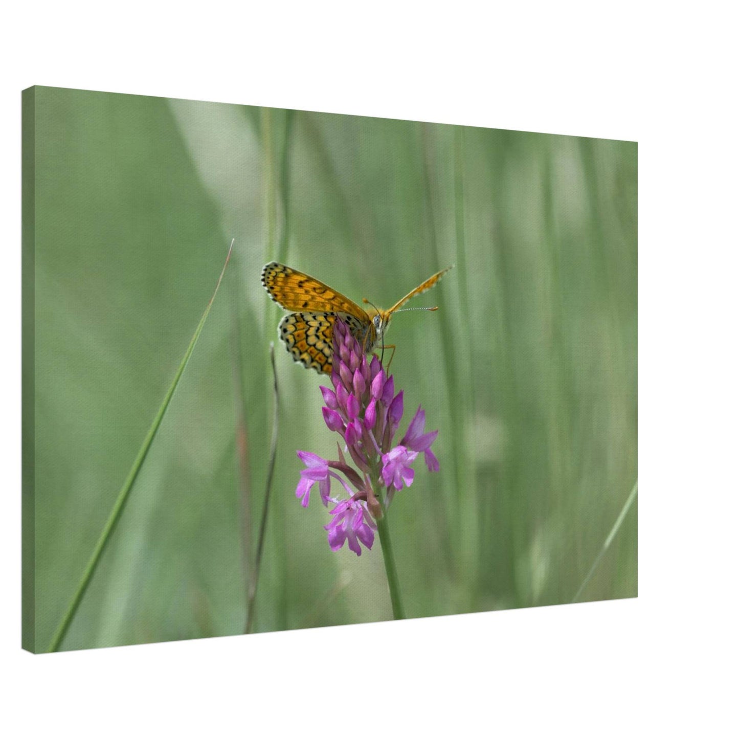 Peeking Butterfly