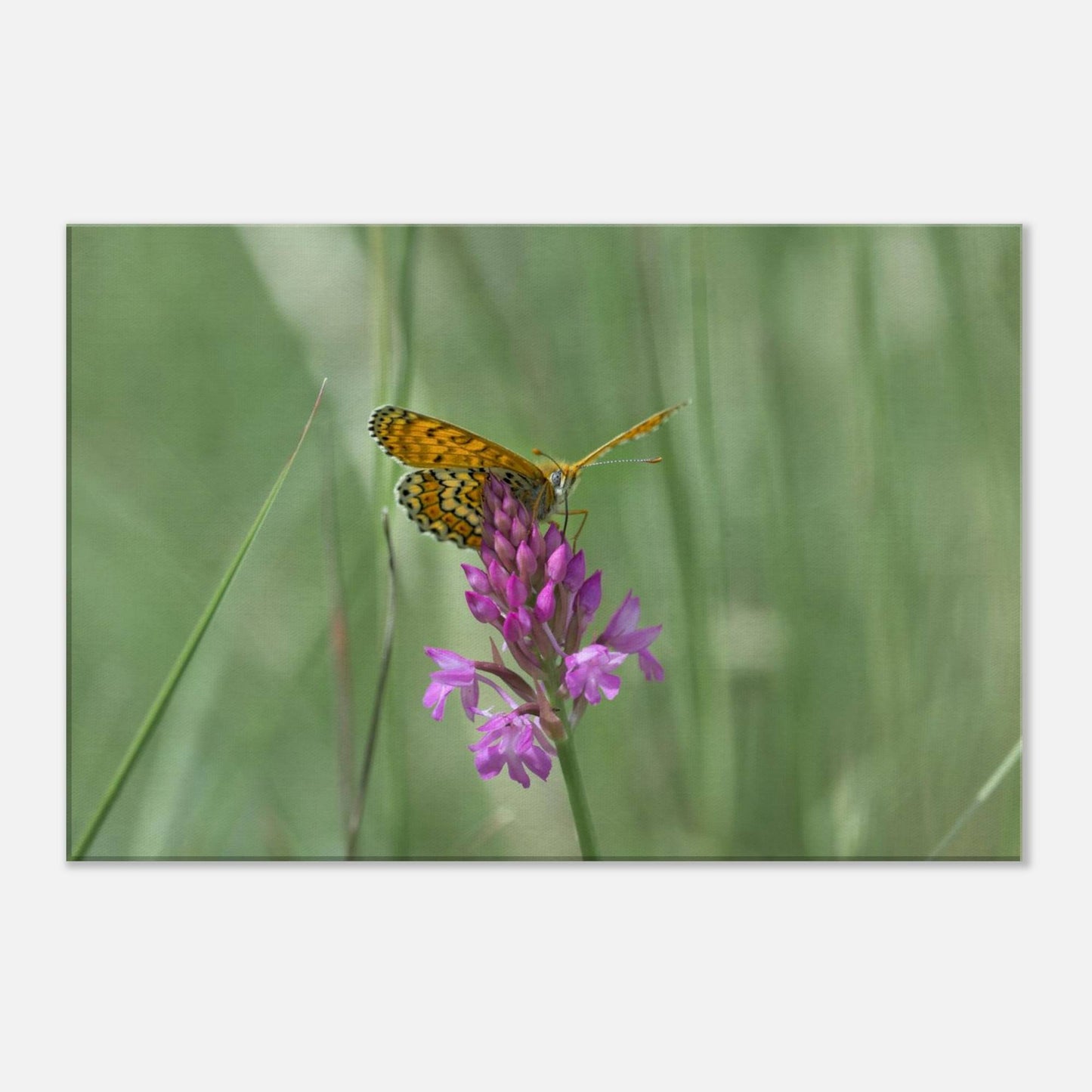 Peeking Butterfly