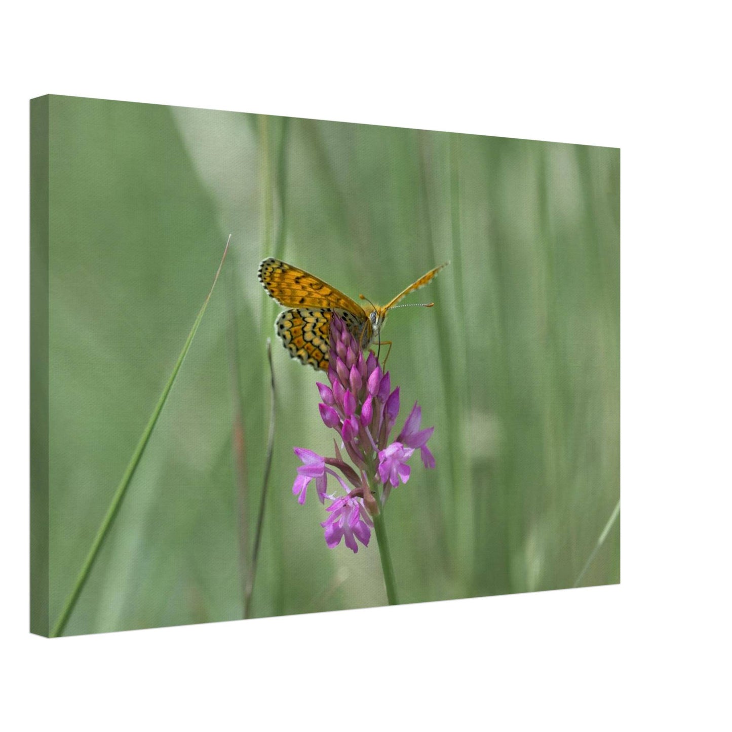Peeking Butterfly