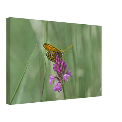 Peeking Butterfly