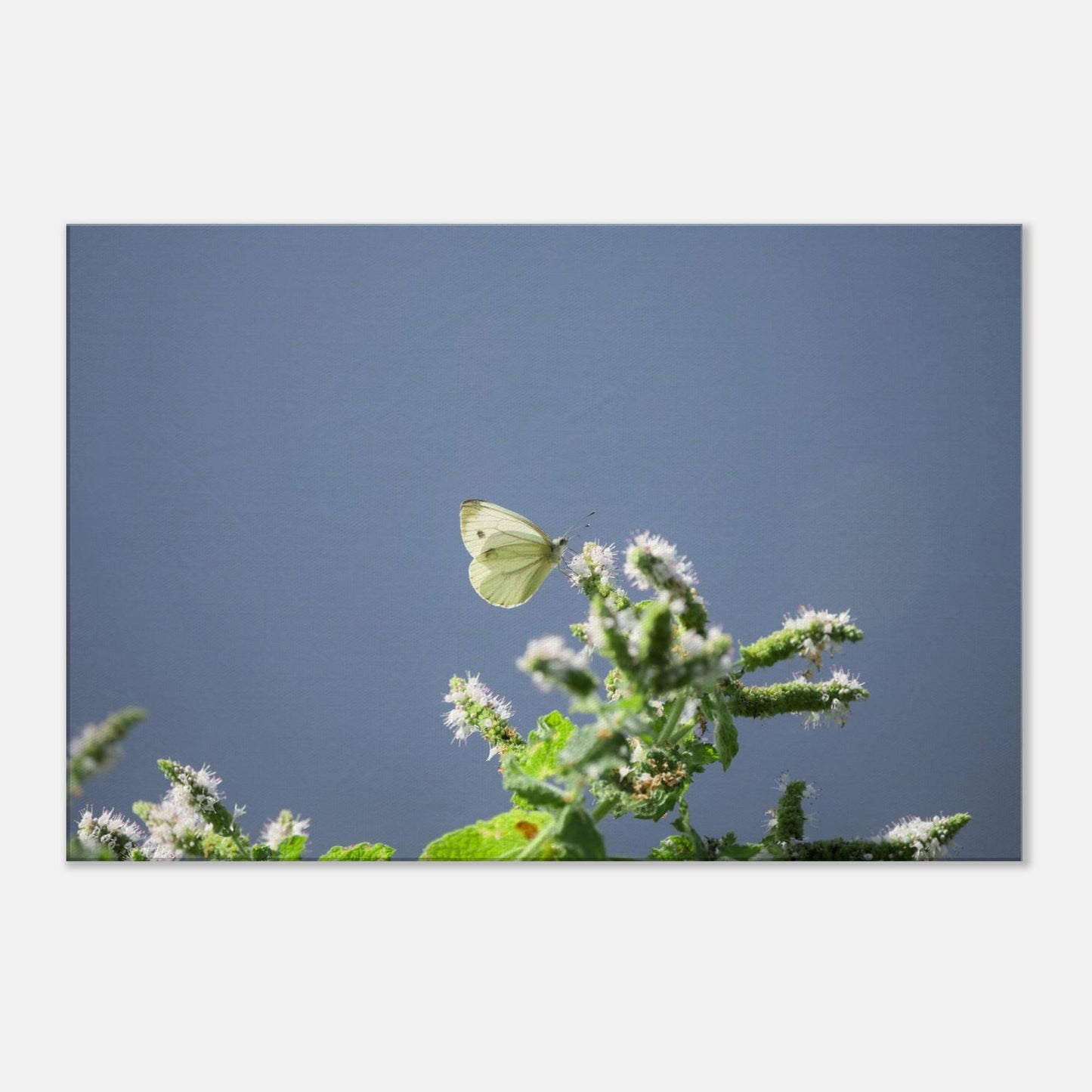 A Cute White Butterfly