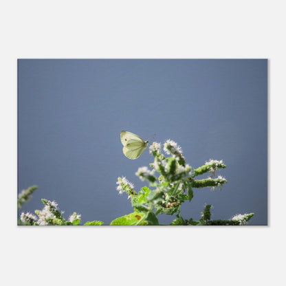 A Cute White Butterfly