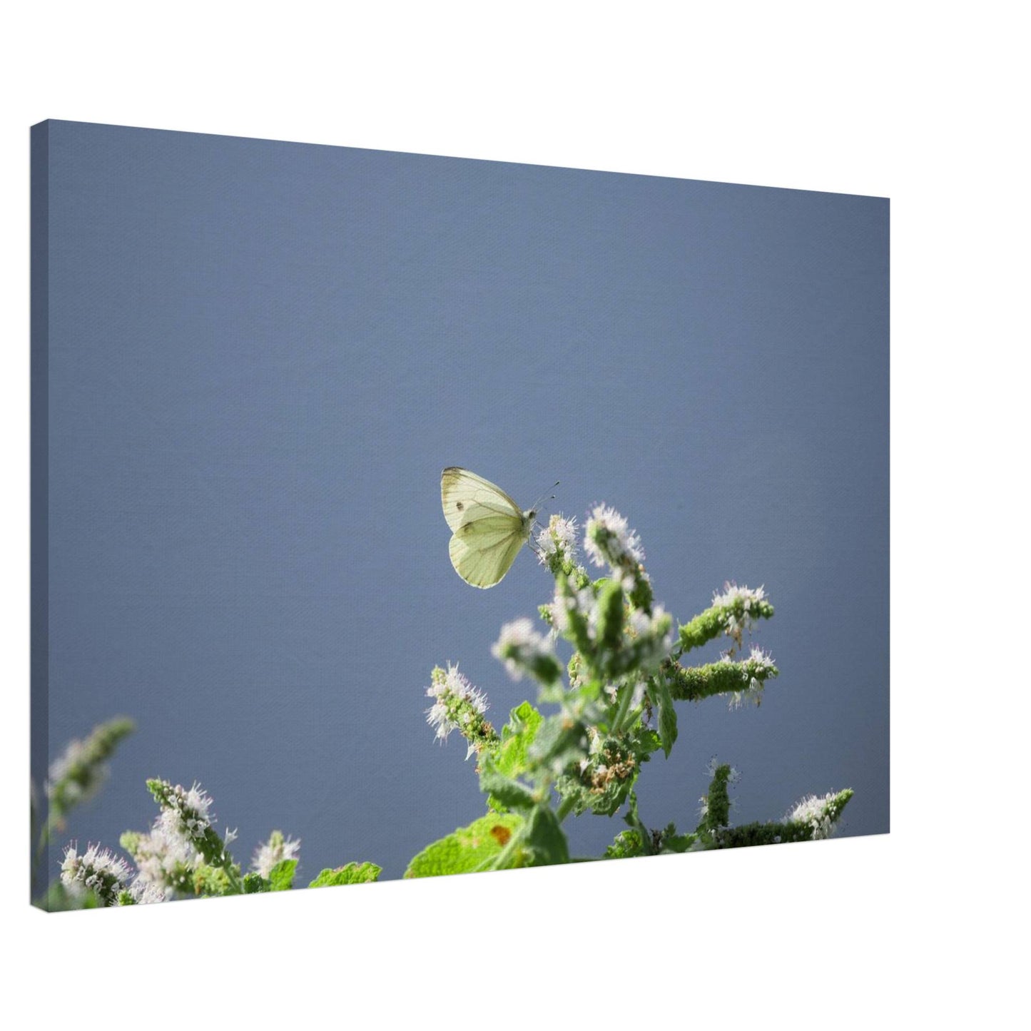 A Cute White Butterfly
