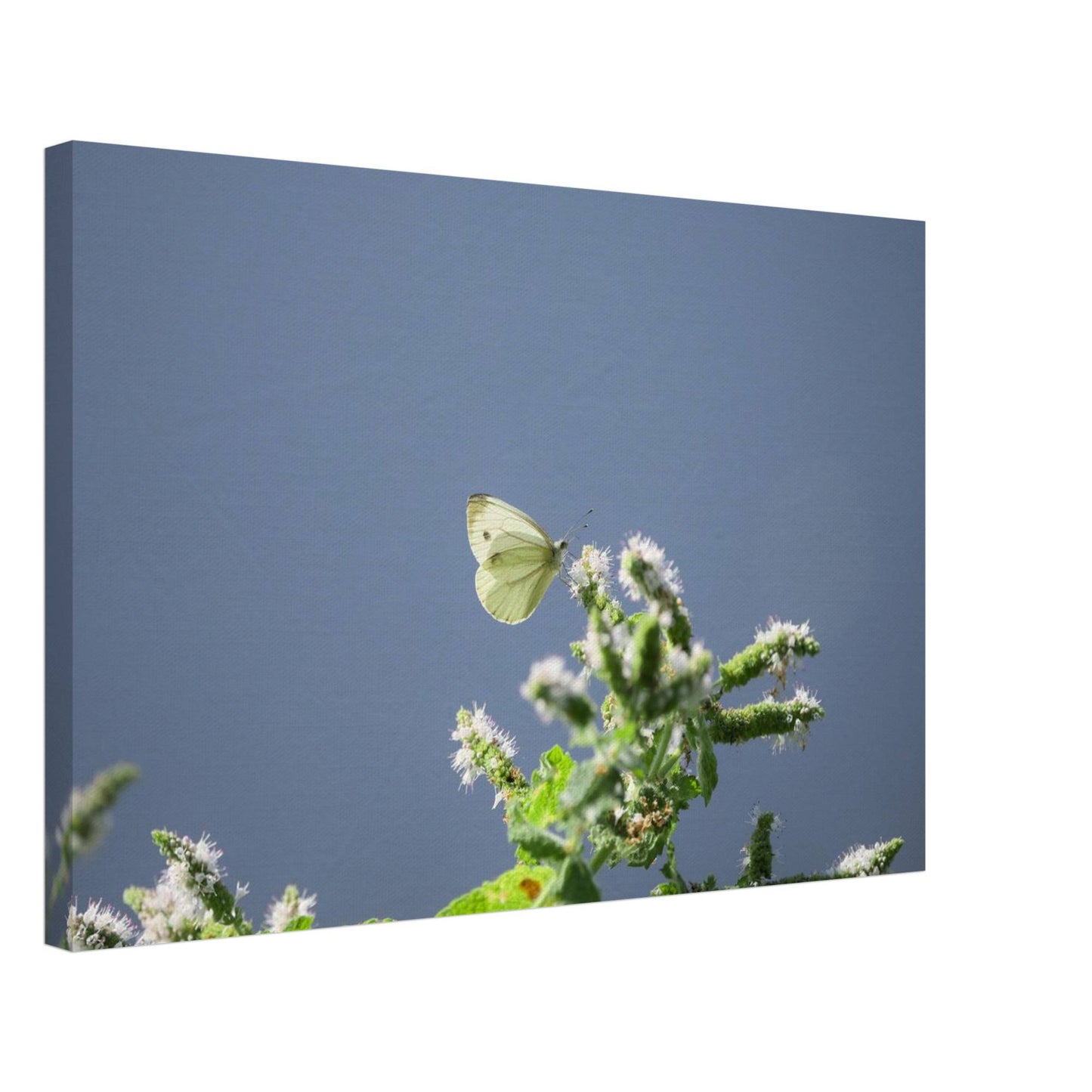 A Cute White Butterfly
