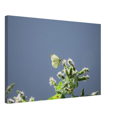A Cute White Butterfly