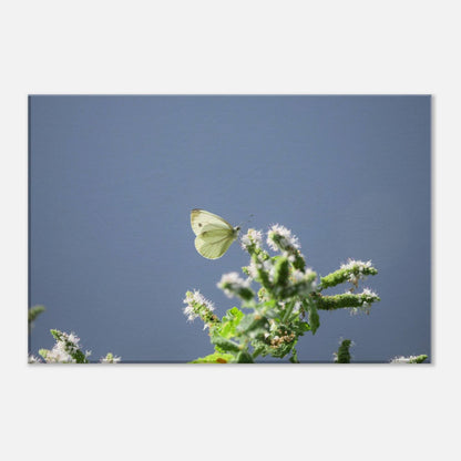 A Cute White Butterfly