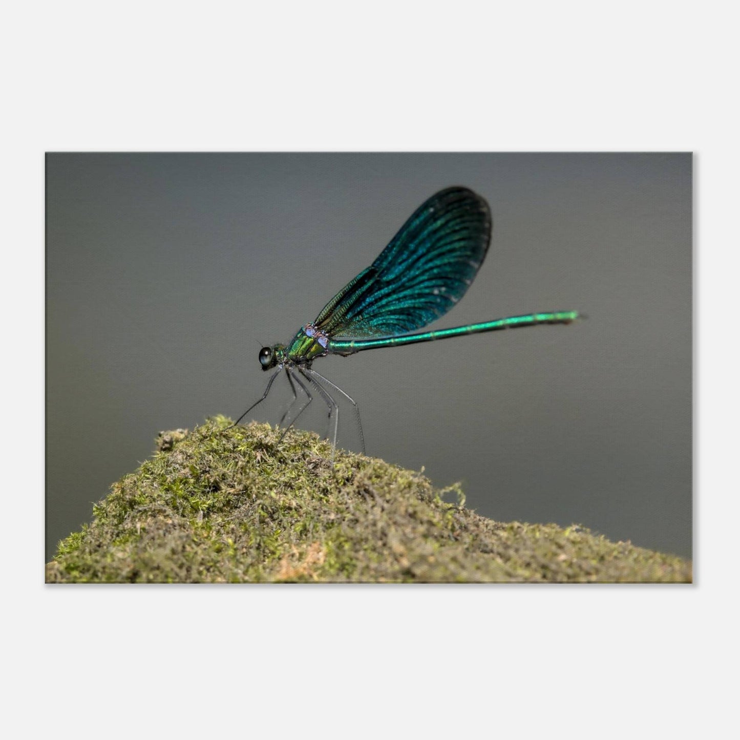 Portrait of a Damselfly