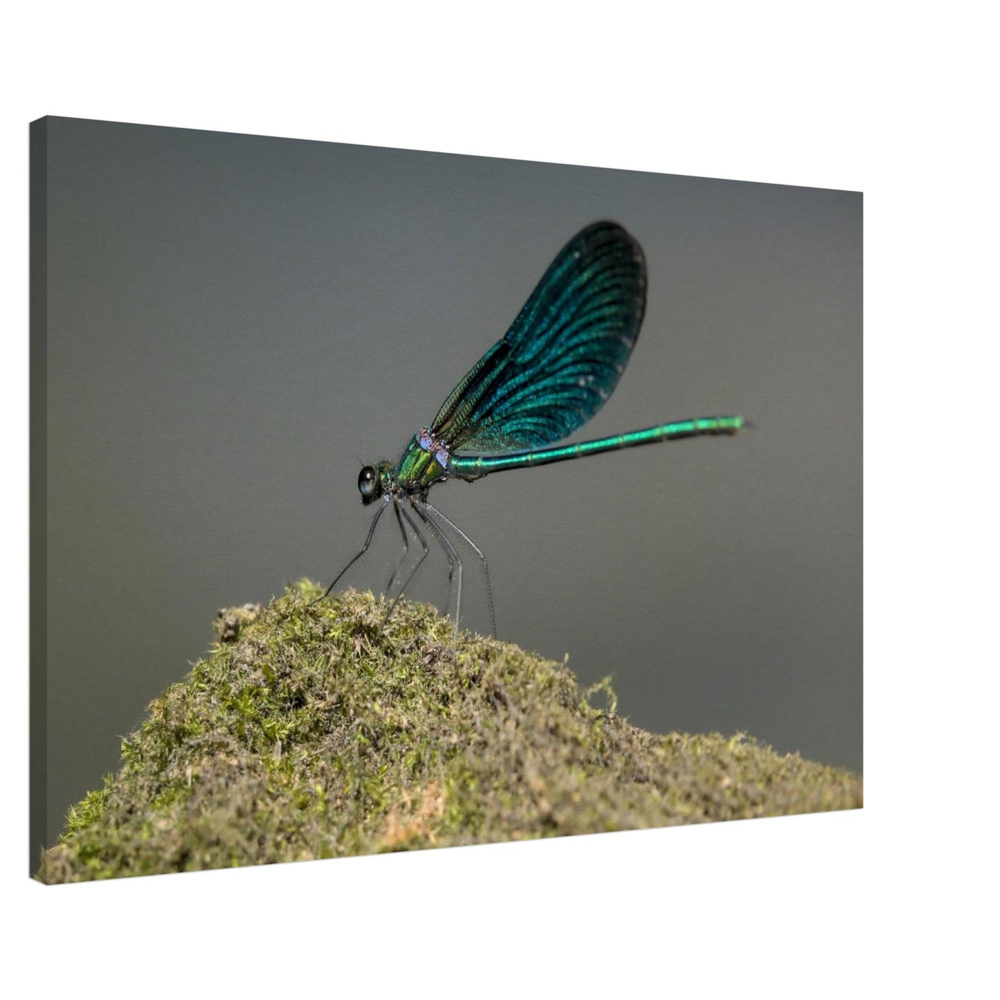 Portrait of a Damselfly