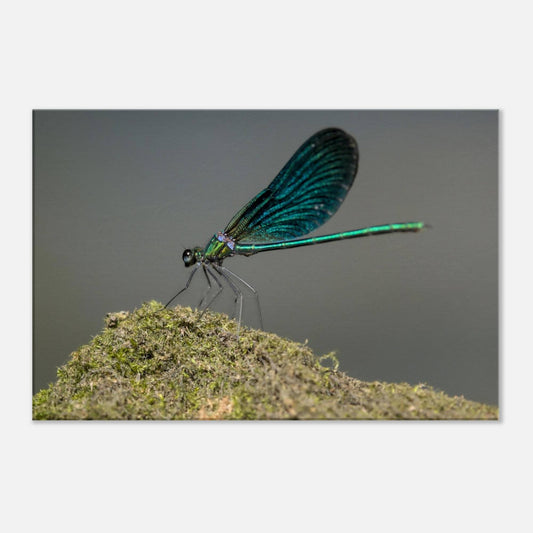 Portrait of a Damselfly