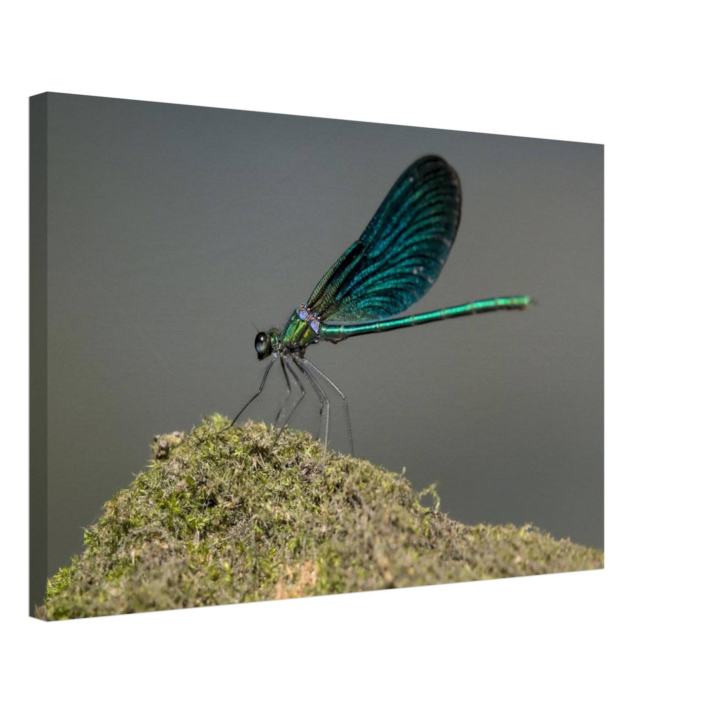 Portrait of a Damselfly