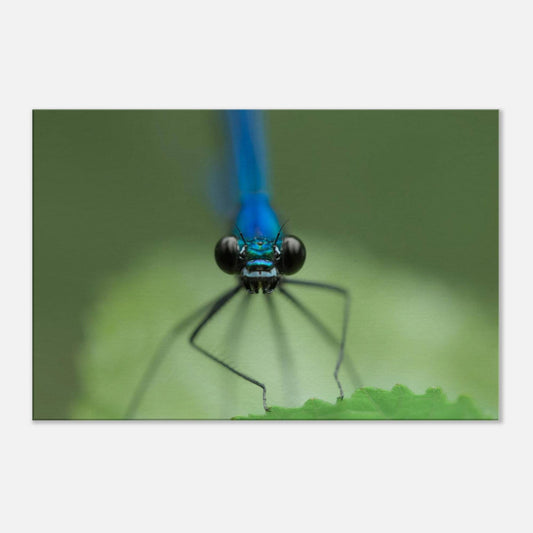The Observer