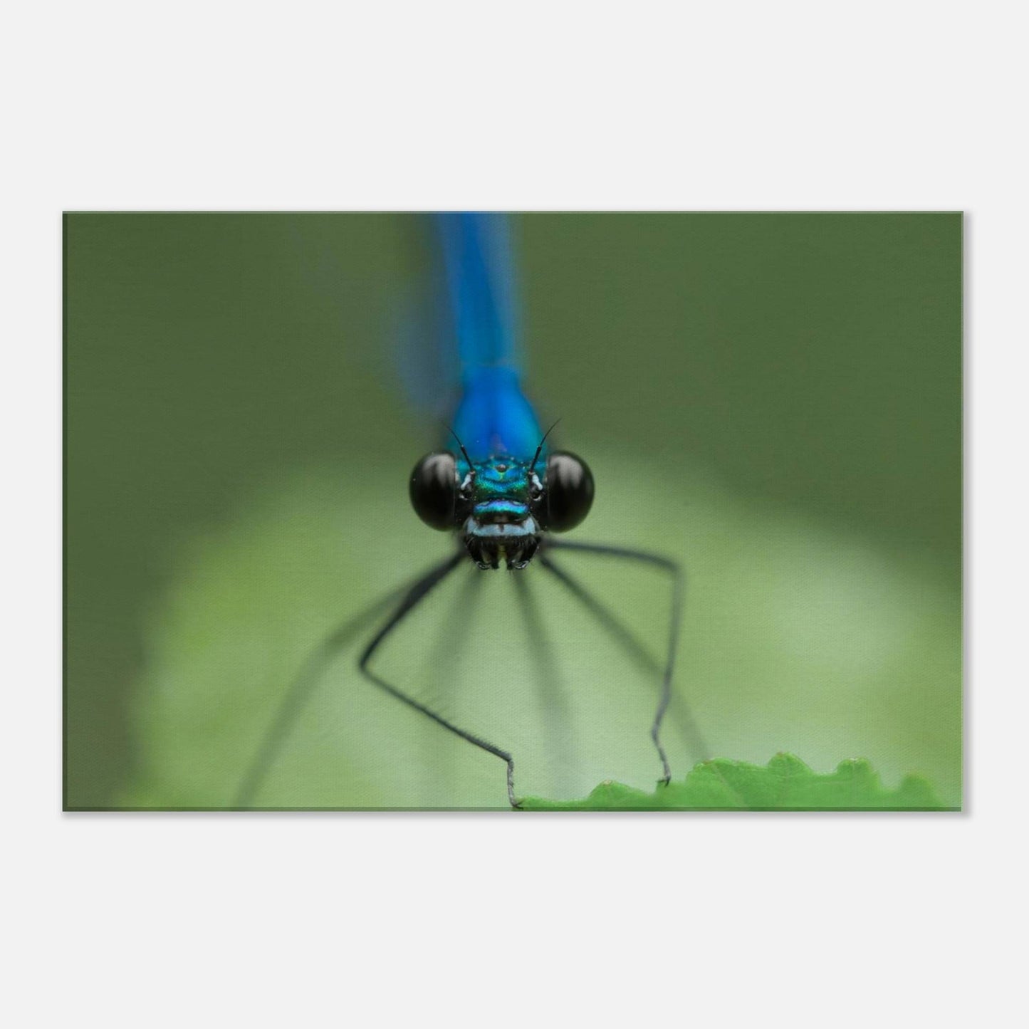 The Observer