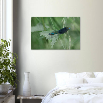 Noble Damselfly Resting