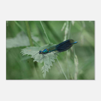 Noble Damselfly Resting