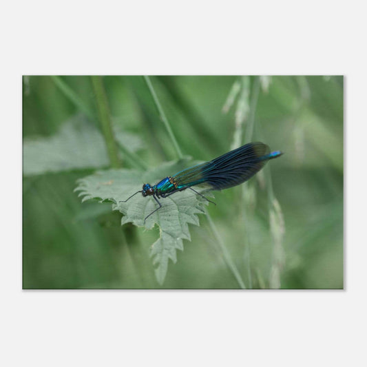 Noble Damselfly Resting