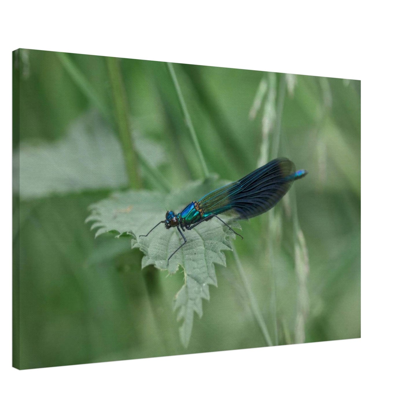 Noble Damselfly Resting