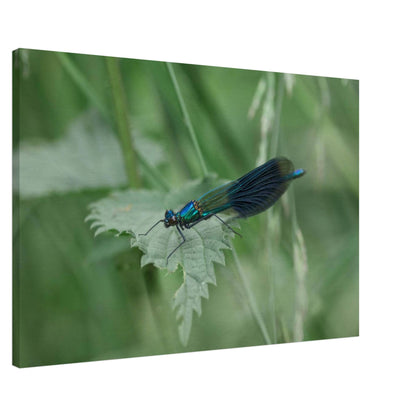 Noble Damselfly Resting