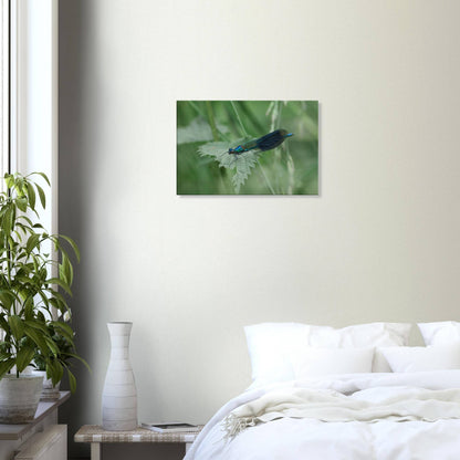 Noble Damselfly Resting