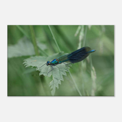 Noble Damselfly Resting