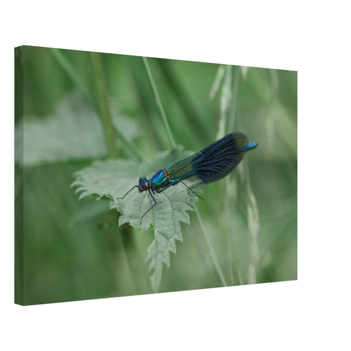 Noble Damselfly Resting