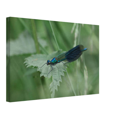 Noble Damselfly Resting