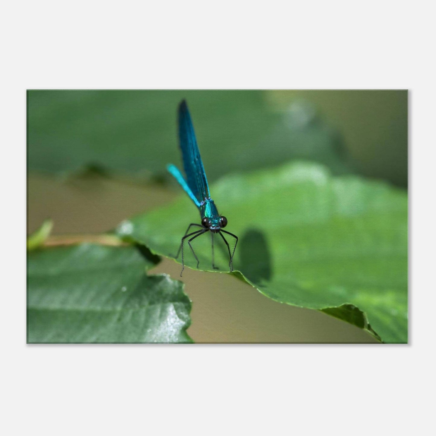 Curiosity