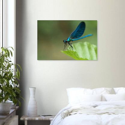 The Posing Damselfly