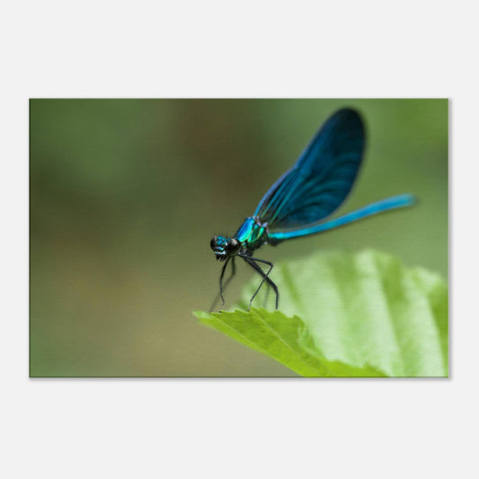 The Posing Damselfly