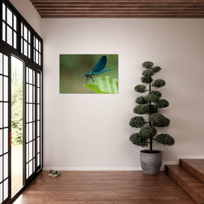 The Posing Damselfly