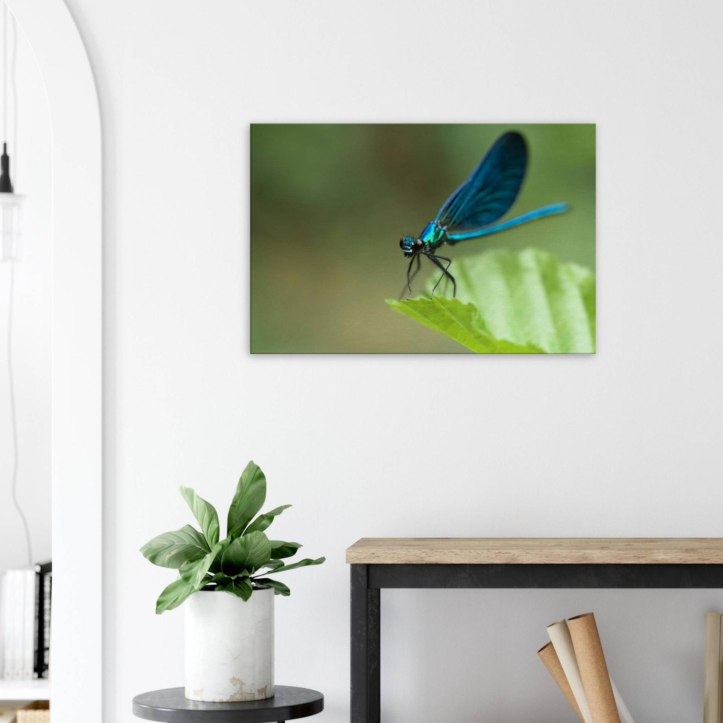 The Posing Damselfly