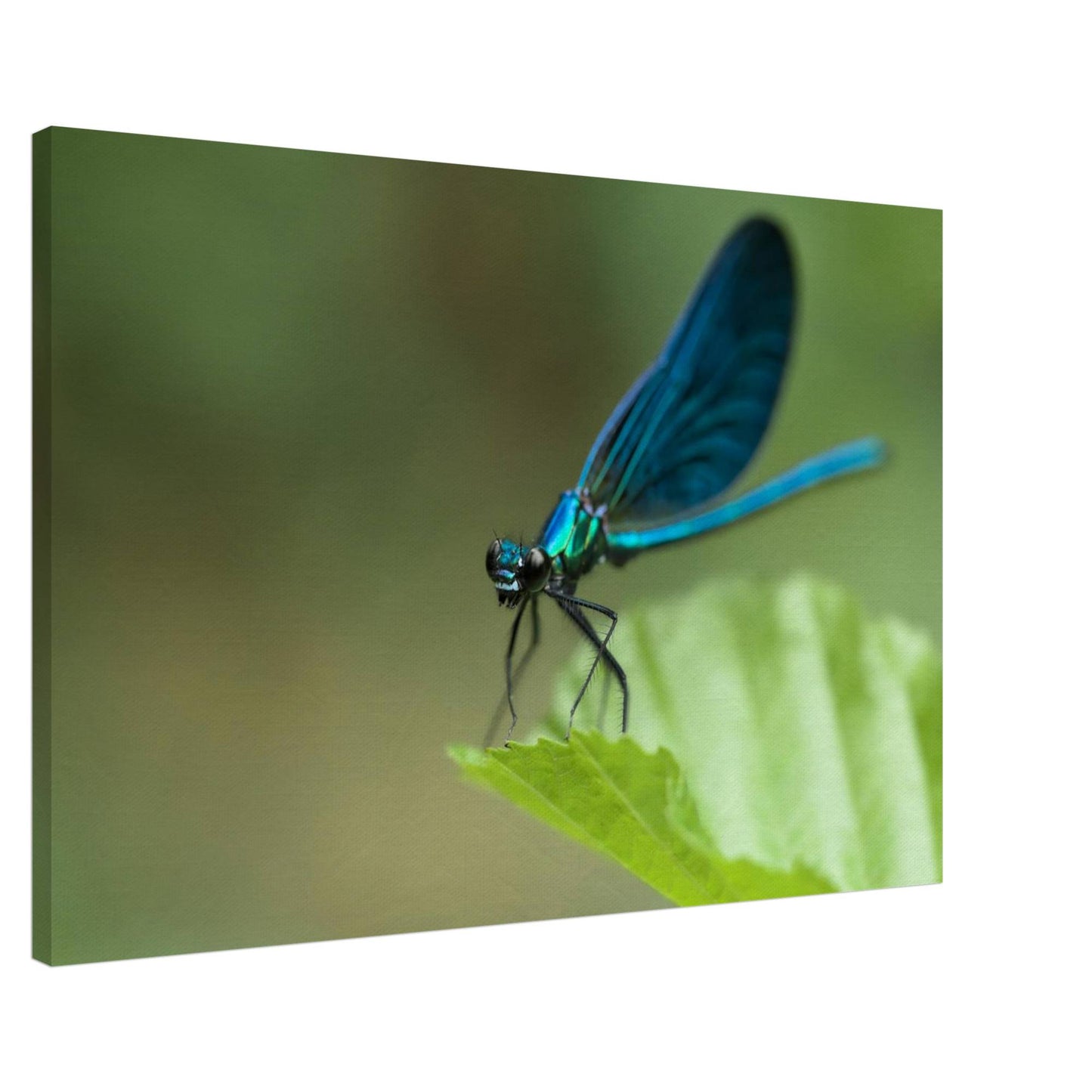 The Posing Damselfly