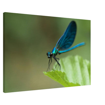 The Posing Damselfly