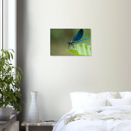 The Posing Damselfly