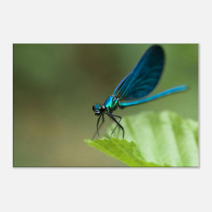 The Posing Damselfly
