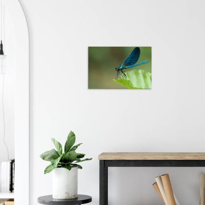 The Posing Damselfly