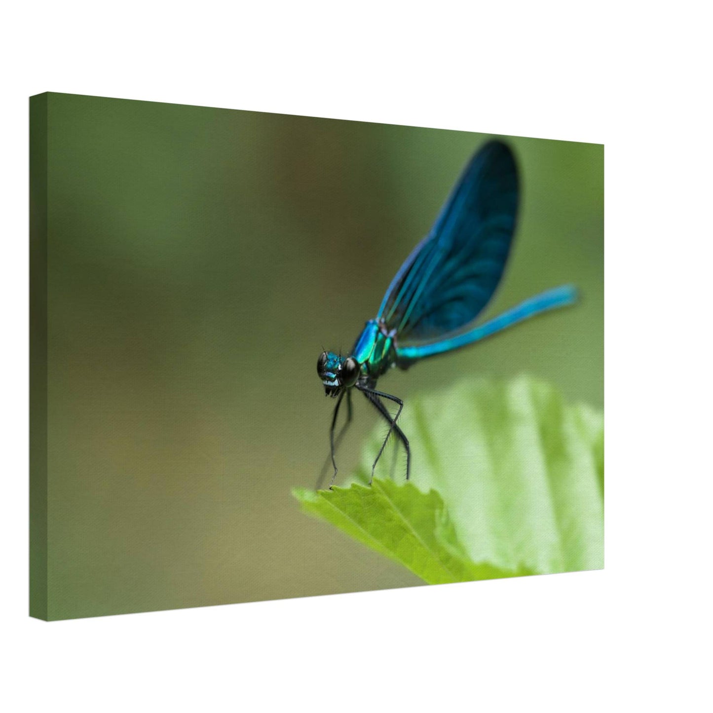 The Posing Damselfly