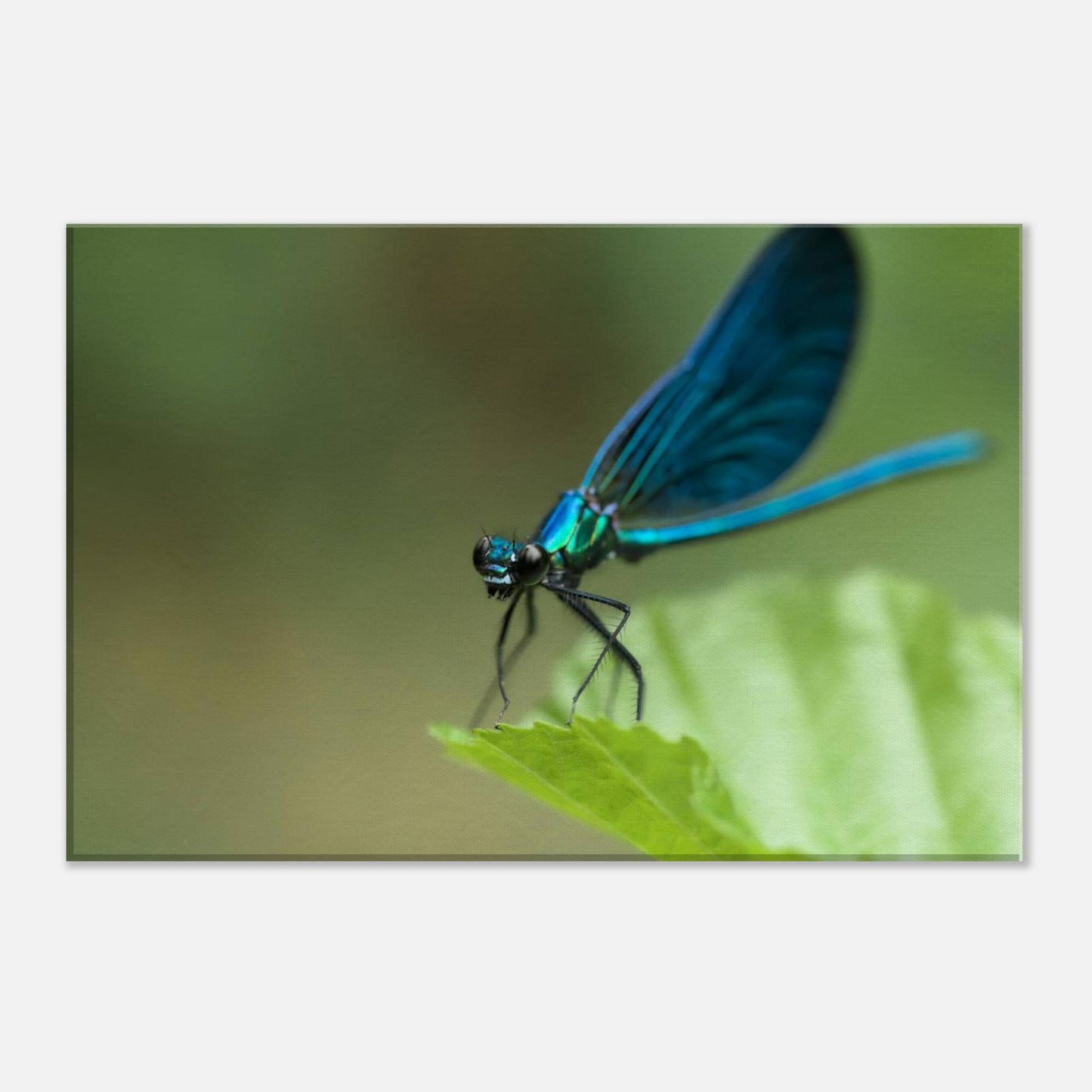 The Posing Damselfly
