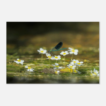 Wonderful Blossom