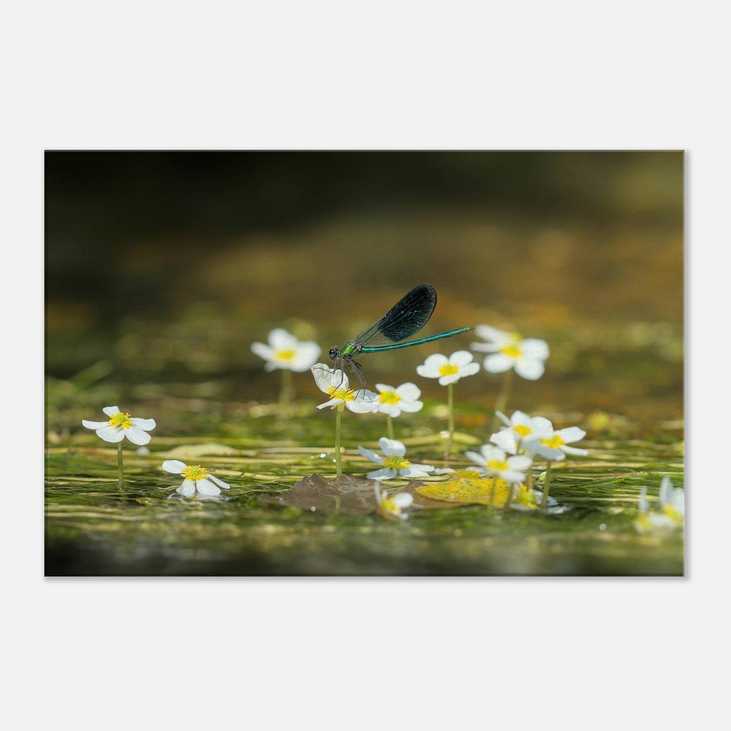 Wonderful Blossom