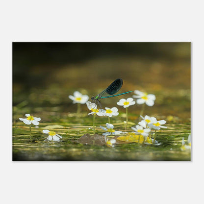 Wonderful Blossom
