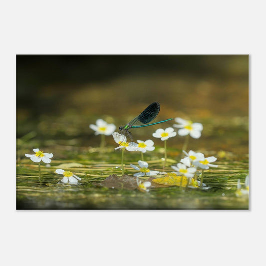 Wonderful Blossom