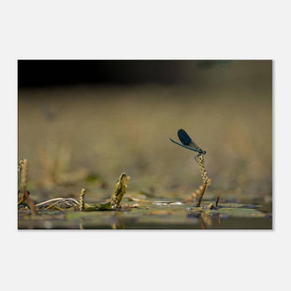 Side Portrait of a Damselfly