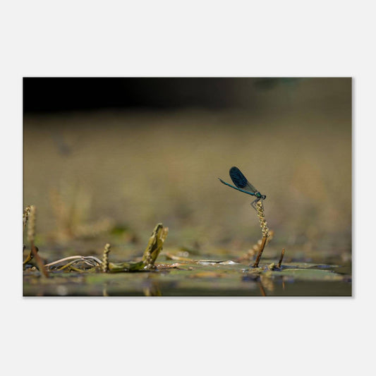 Side Portrait of a Damselfly