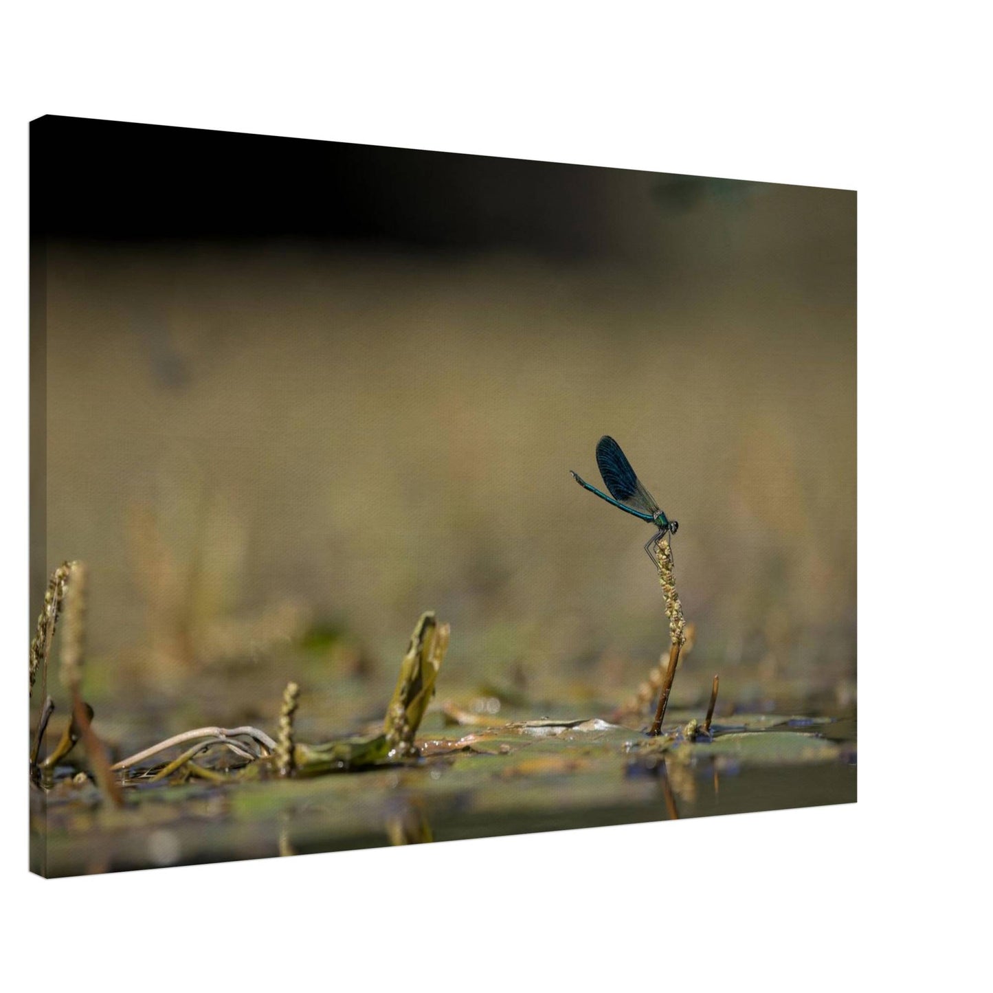 Side Portrait of a Damselfly