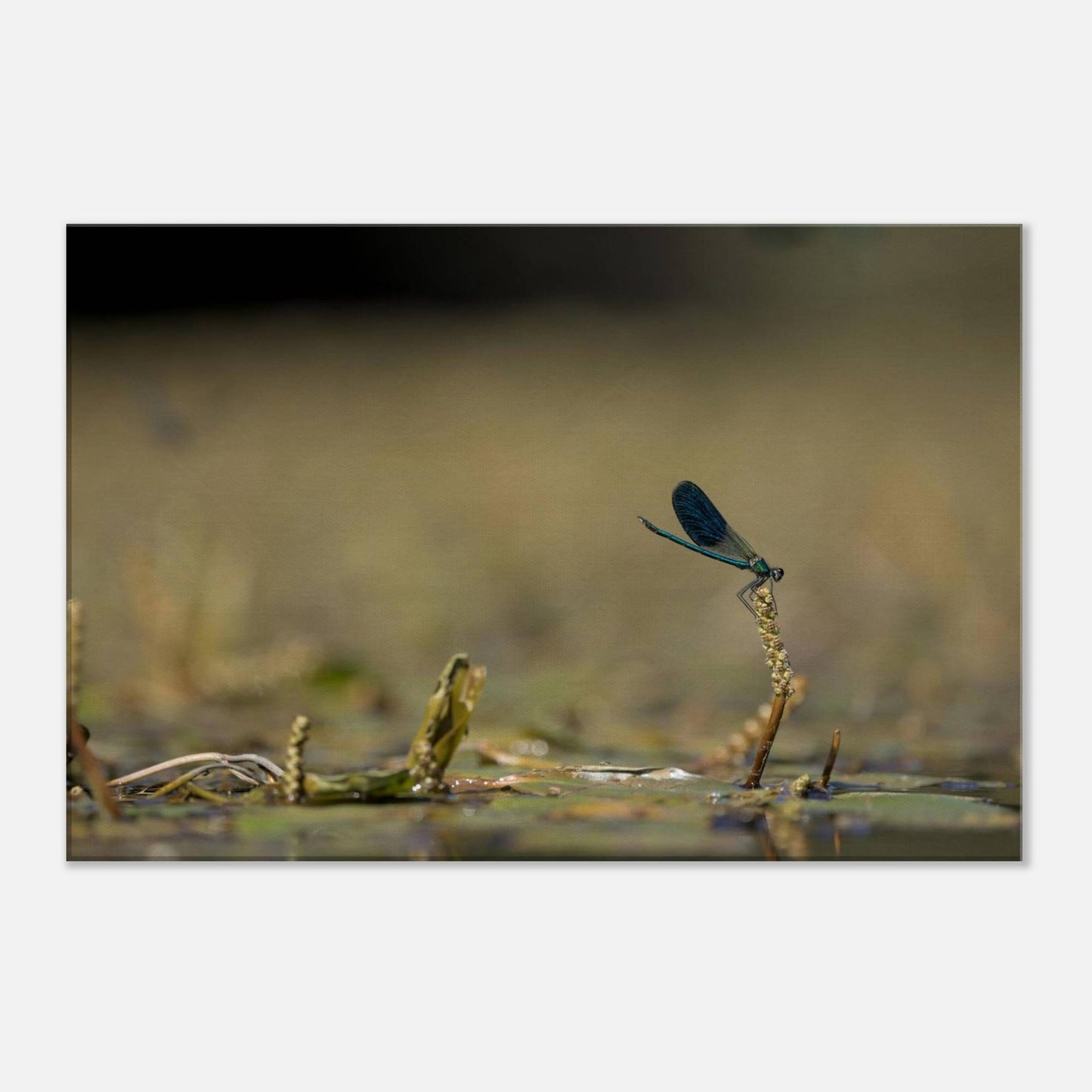 Side Portrait of a Damselfly