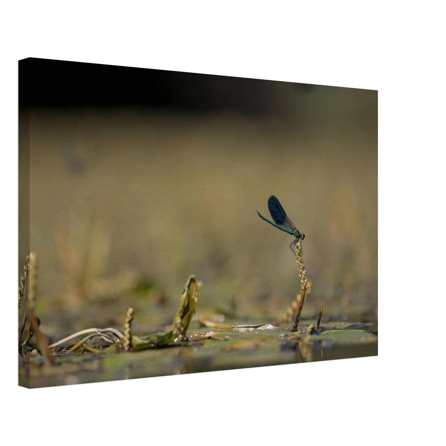 Side Portrait of a Damselfly