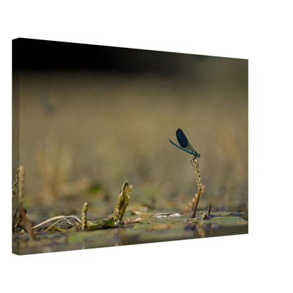 Side Portrait of a Damselfly