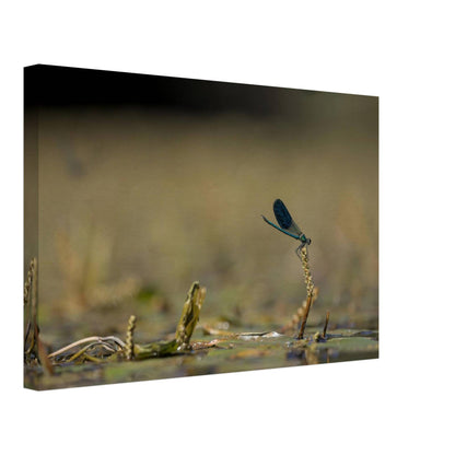 Side Portrait of a Damselfly