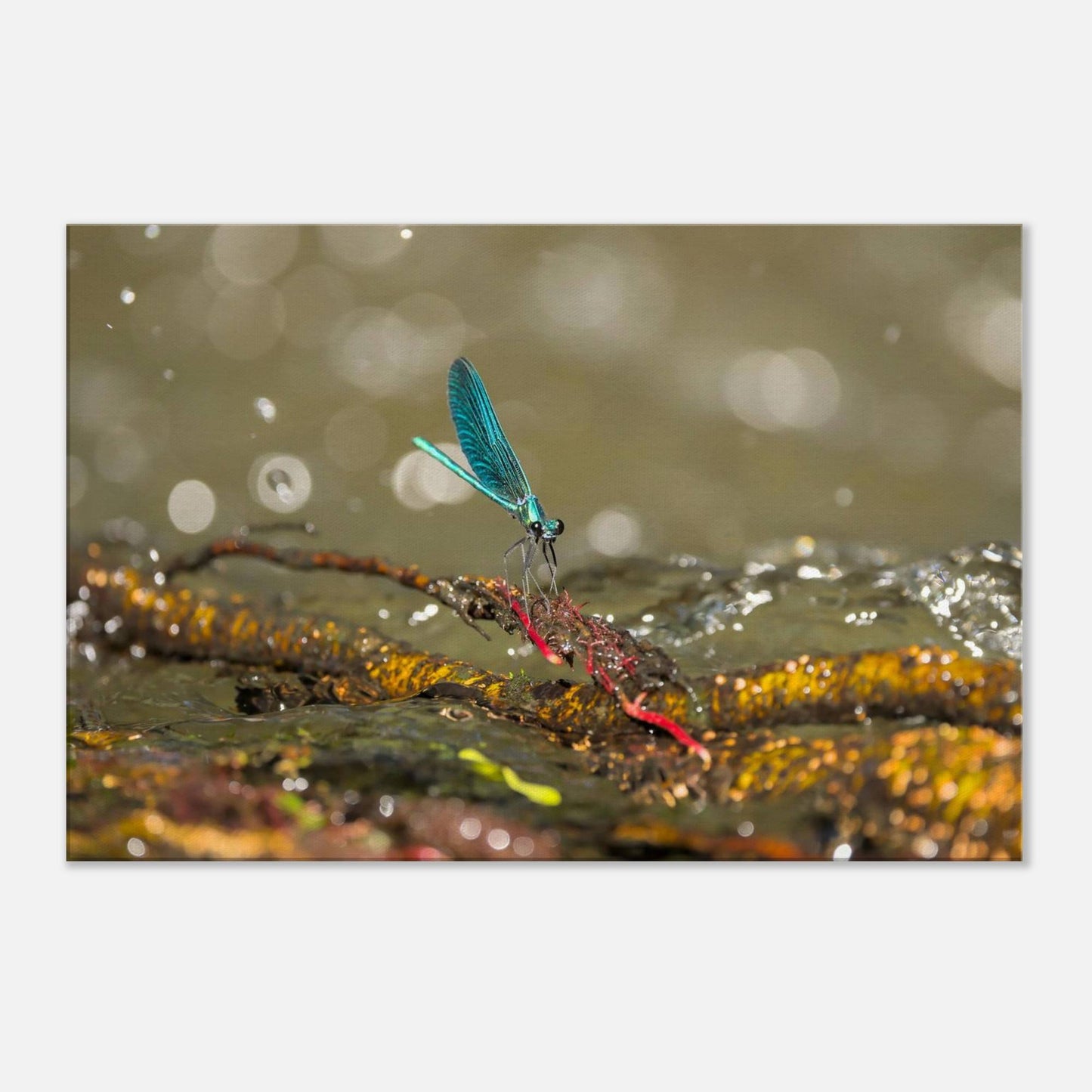 Sparkly Damselfly