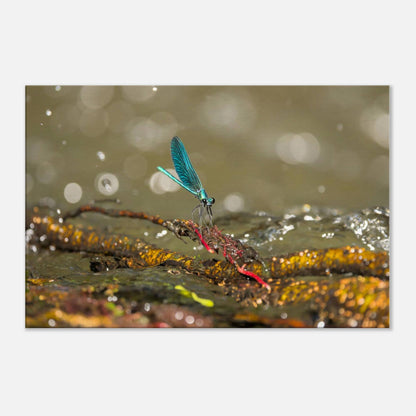 Sparkly Damselfly